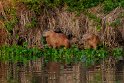 066 Noord Pantanal, capibara